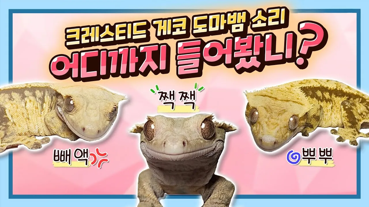 게코도마뱀 슈퍼푸드 애완도마뱀 건강 관리_6