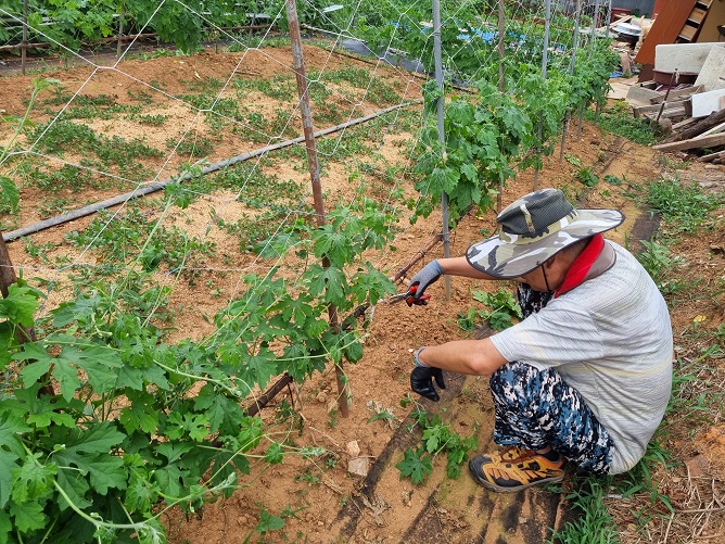 여주 재배하시는 아버지