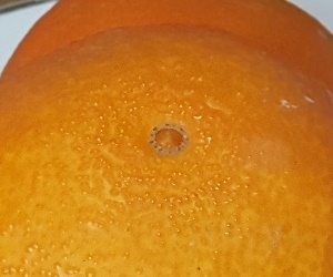 황금향 효능 소화 기능에 도움