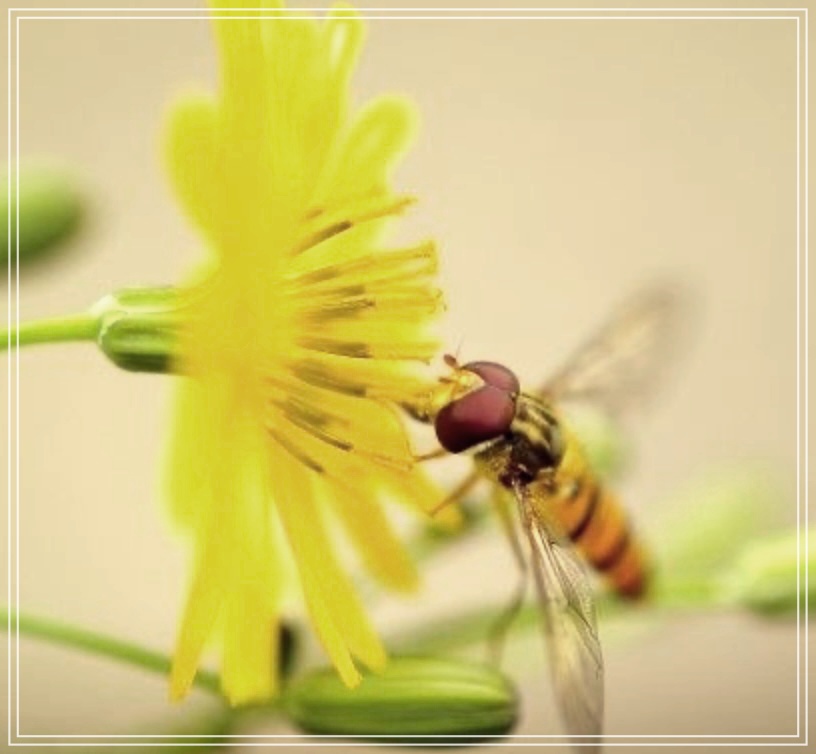 달맞이유의 효능 3가지 장점.