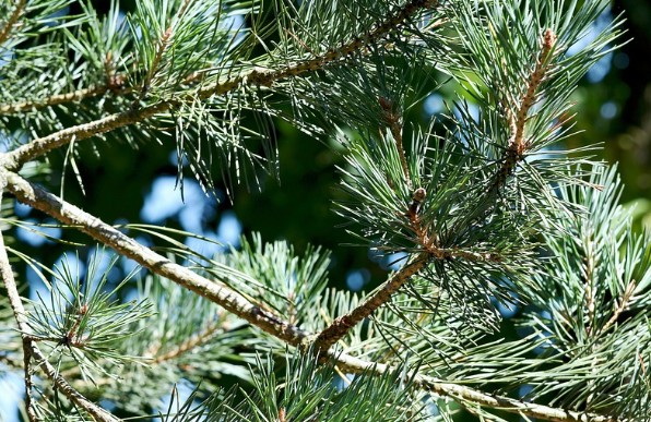 솔잎 효능과 다양한 활용법, 섭취법, 만드는 방법 - 솔잎가루, 솔잎효소, 솔잎차, 솔잎환, 솔잎증류 농축액