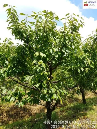체리나무 재배법 건강한 과일 나무 키우기_2