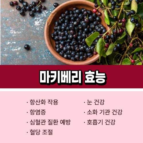 마키베리 효능