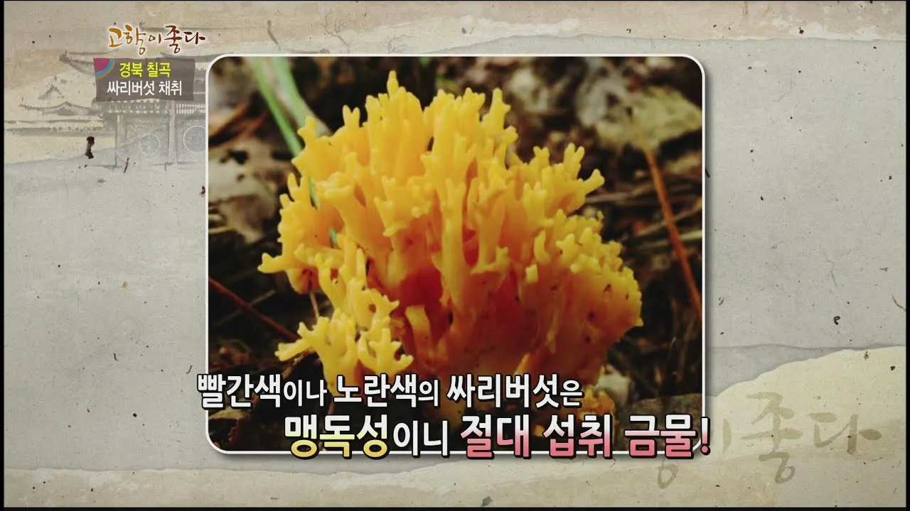 싸리버섯 채취시기종류 정보를 정리_2