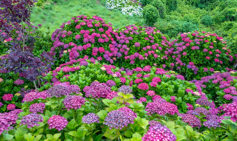 제주 마노르블랑 수국축제