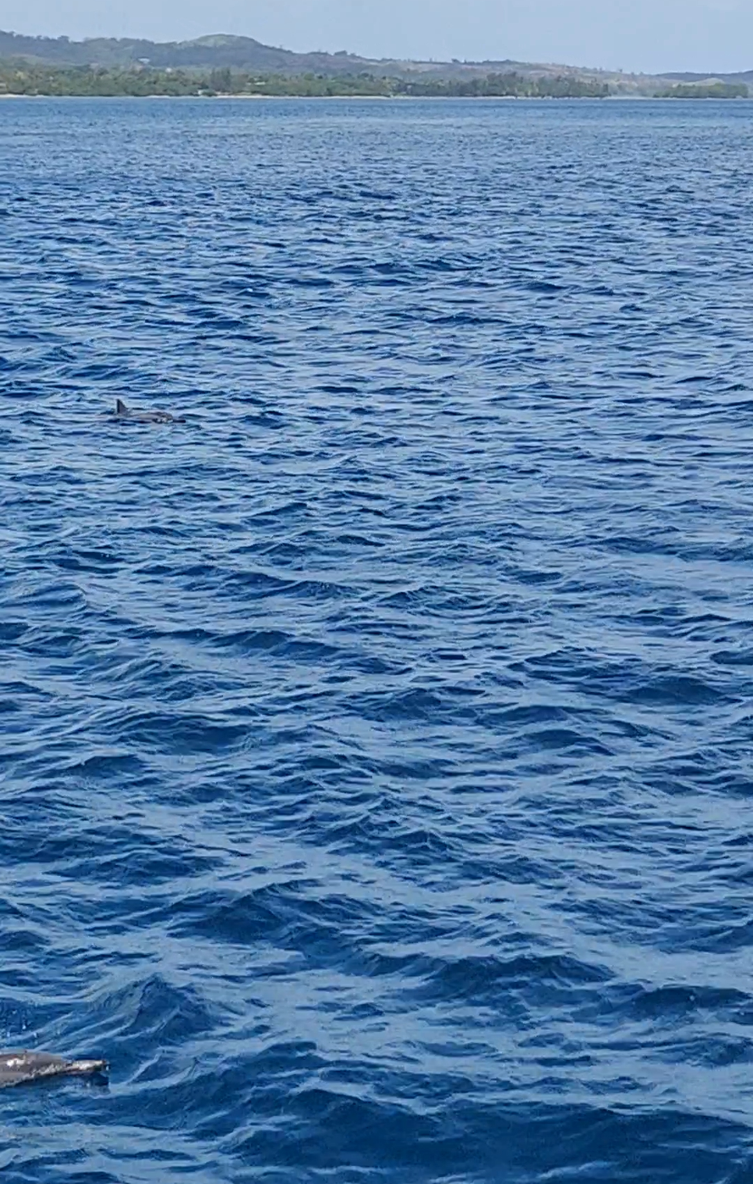 돌고래 투어 사진