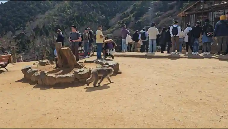 아라시야마 몽키파크