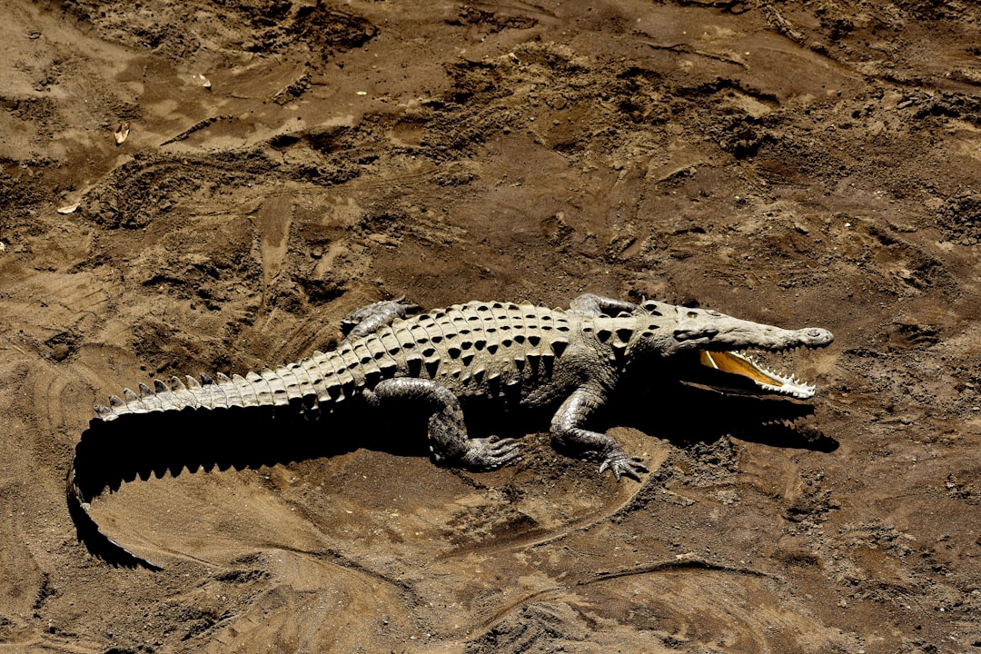 Crocodile