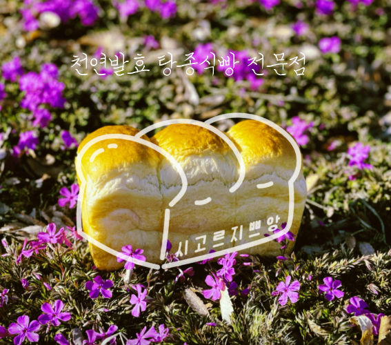 시고르지쁘앙 그리고 여섯개의 별