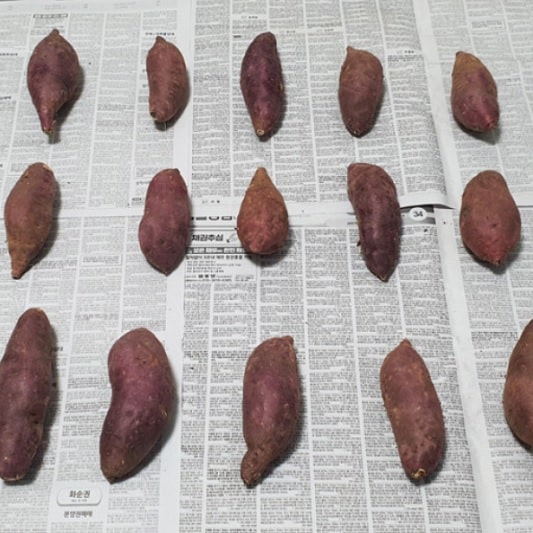 고구마 보관하는법