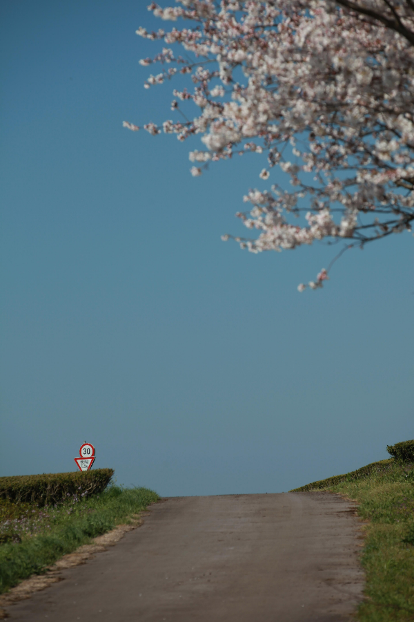 제주숨은벚꽃명소