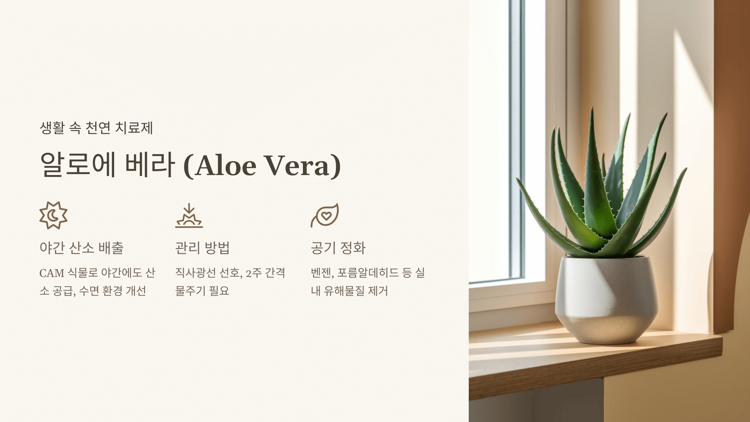 알로에 베라 (Aloe Vera)