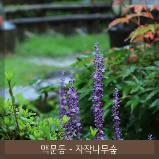 11월 화담숲: 가을의 끝자락에서 즐기는 단풍과 겨울 풍경