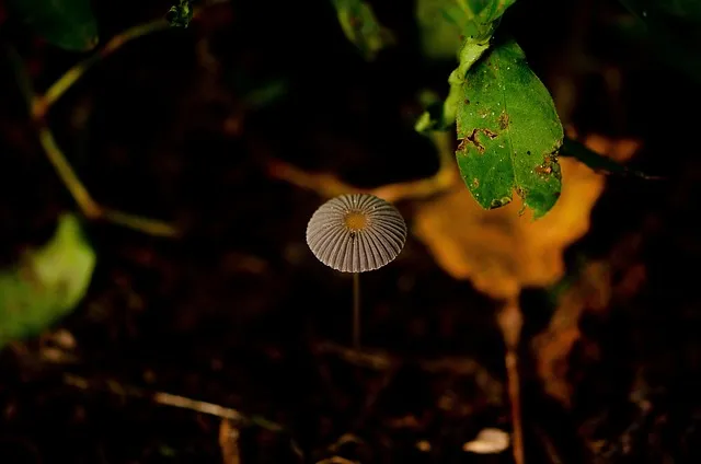 관종 뜻과 상황별 해석 모음집_8