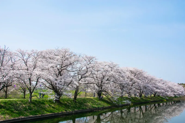 2025년 서울 벚꽃 명소 추천 (여의도 제외) 