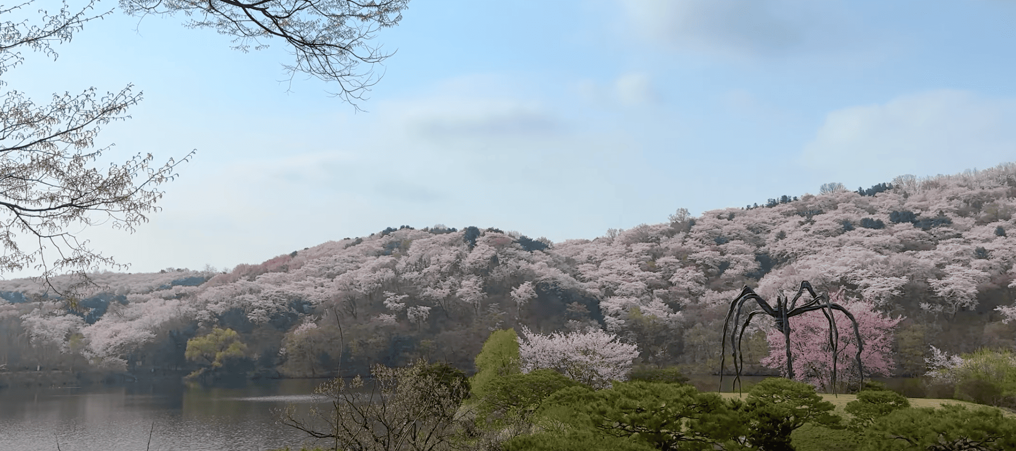 용인 자작나무 숲 정원 벚꽃