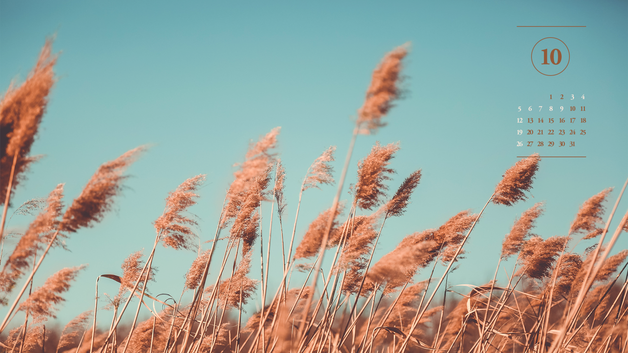02 갈대 A - 2025년10월 노트북배경화면