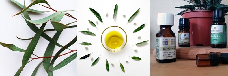 유칼립투스 오일 효능