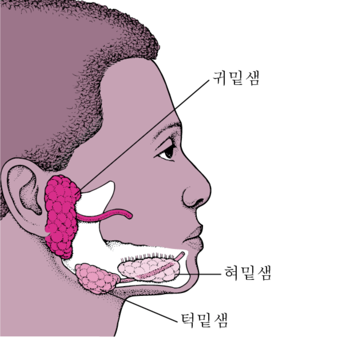 유행성 이하선염 vs 침샘 결석, 증상부터 다르다_이미지출처:MSD