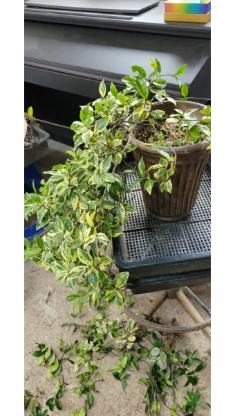 백화등 키우기 삽목방법 가지치기 꽃 노지월동까지_19