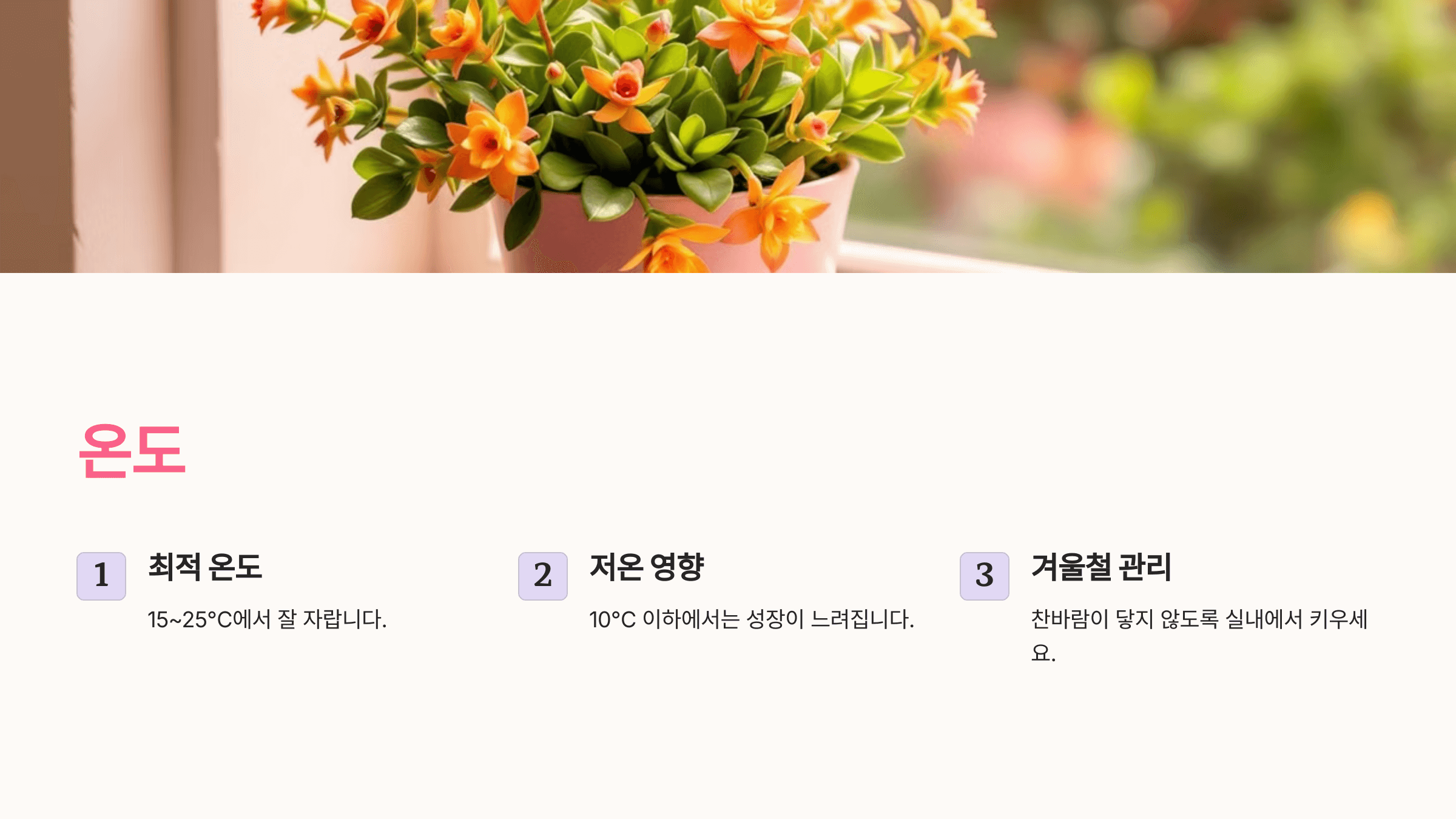 칼랑코에 사진입니다.