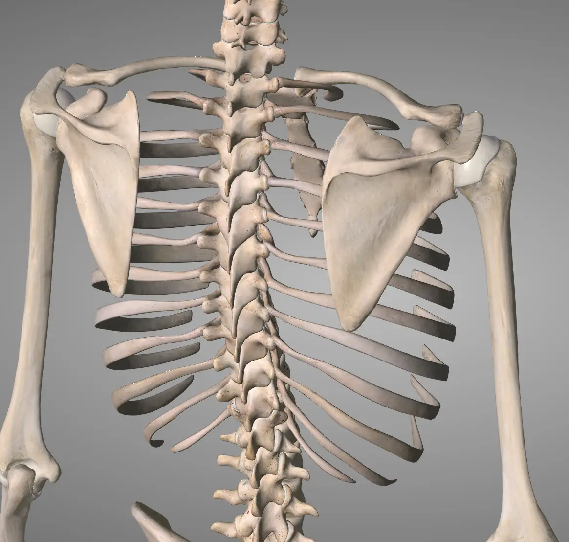 어깨와 경추 병리의 원인적 관계: 척추-견갑 정렬의 역할