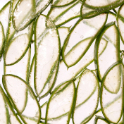 웰릿 이뮨베라 알로에겔