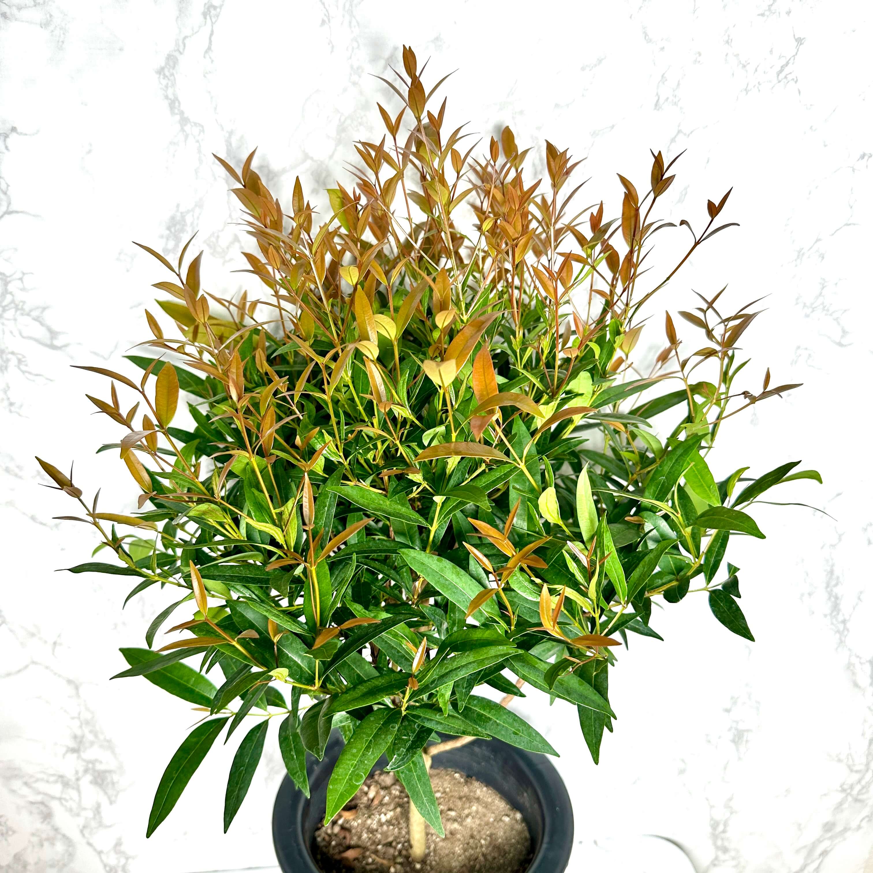 피어리스 키우기