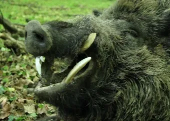 우수리 불곰 특징 성격 서식지_6