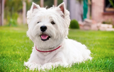 terrier/출처:어도비스톡