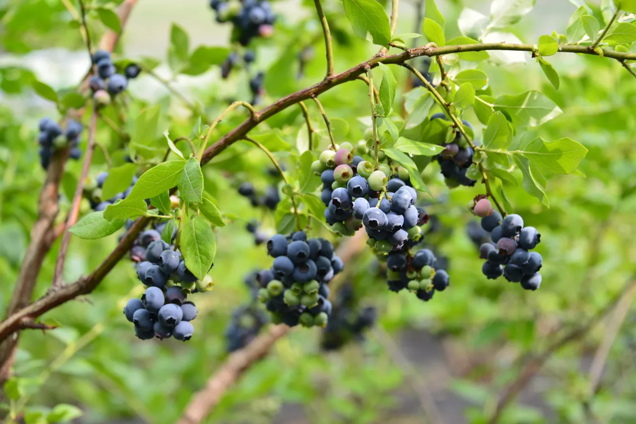 블루베리 재배 산도 조절 피트모스 혼합 여름 관수_3