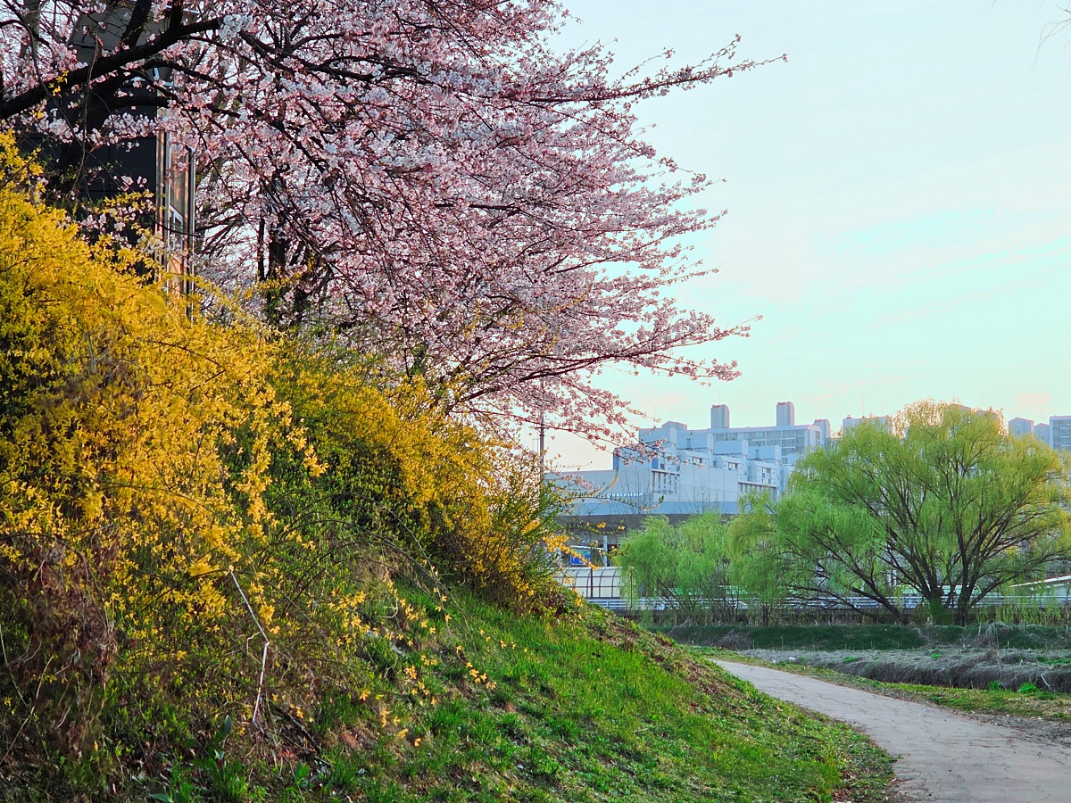 인천 벚꽃 명소 굴포천: 청리단길 꼭 가봐야 할 사계절 감성 산책로