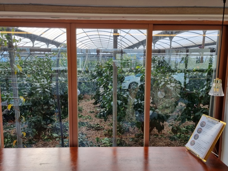 하우스-내부-모습-귤-나무-가득