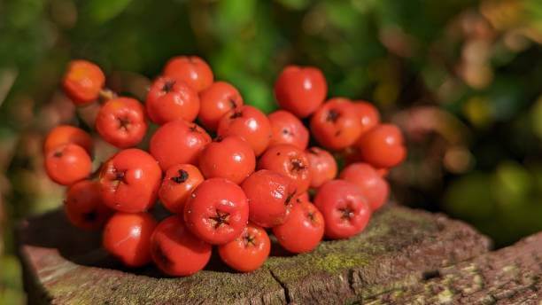 마가목 열매 효능