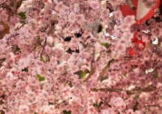 진해-군항제-벚꽃-축제-8