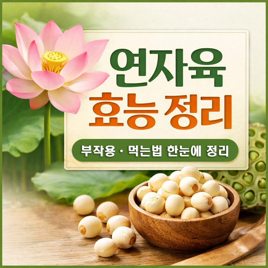 연자육 효능과 먹는법 부작용 한눈에 정리