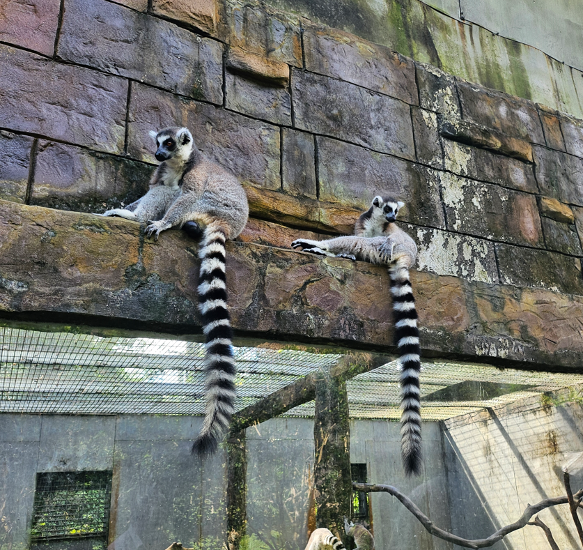 긴꼬리 여우원숭이