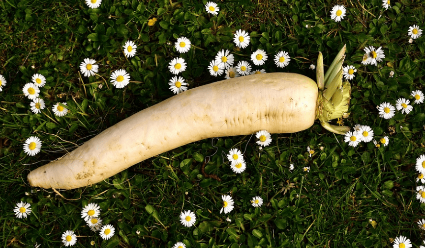 폐렴에 좋은 음식 무