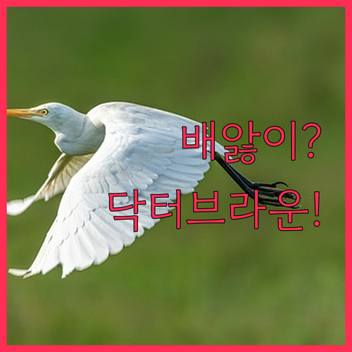 배앓이 없는 신생아 젖병 추천 닥터브..