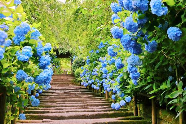 내장지방 체지방 염증 지방 돕는 수국잎 열수 추출물 대표 효능 3가지 및 부작용 알아보기