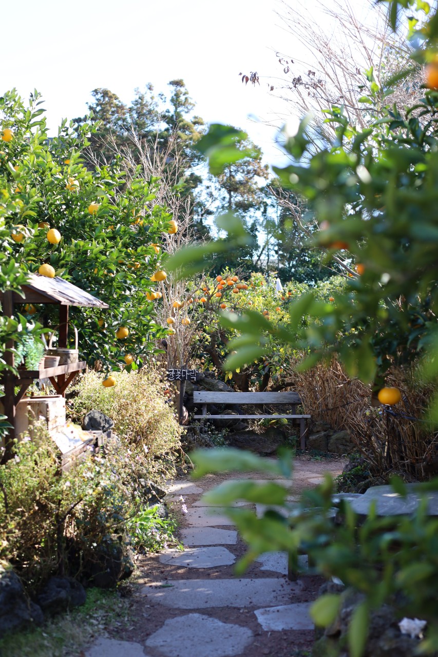 제주도 반려견 동반 맛집&amp;카페 : 동반 식당&amp;#44; 카페 추천