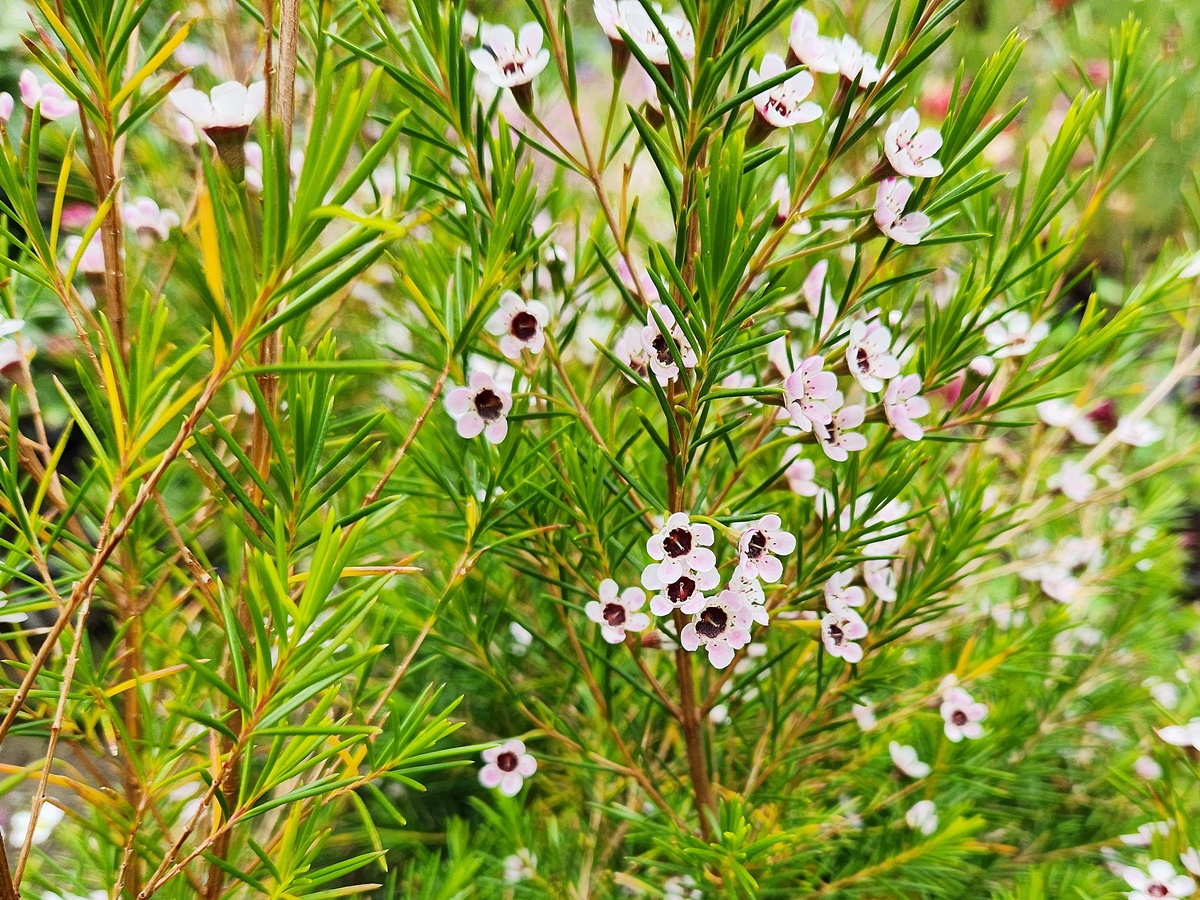 왁스플라워(솔매화)