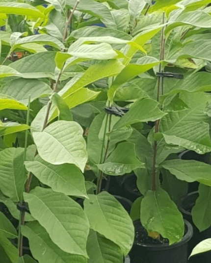 포포나무 열매, 열매 효능, 부작용 및 묘목