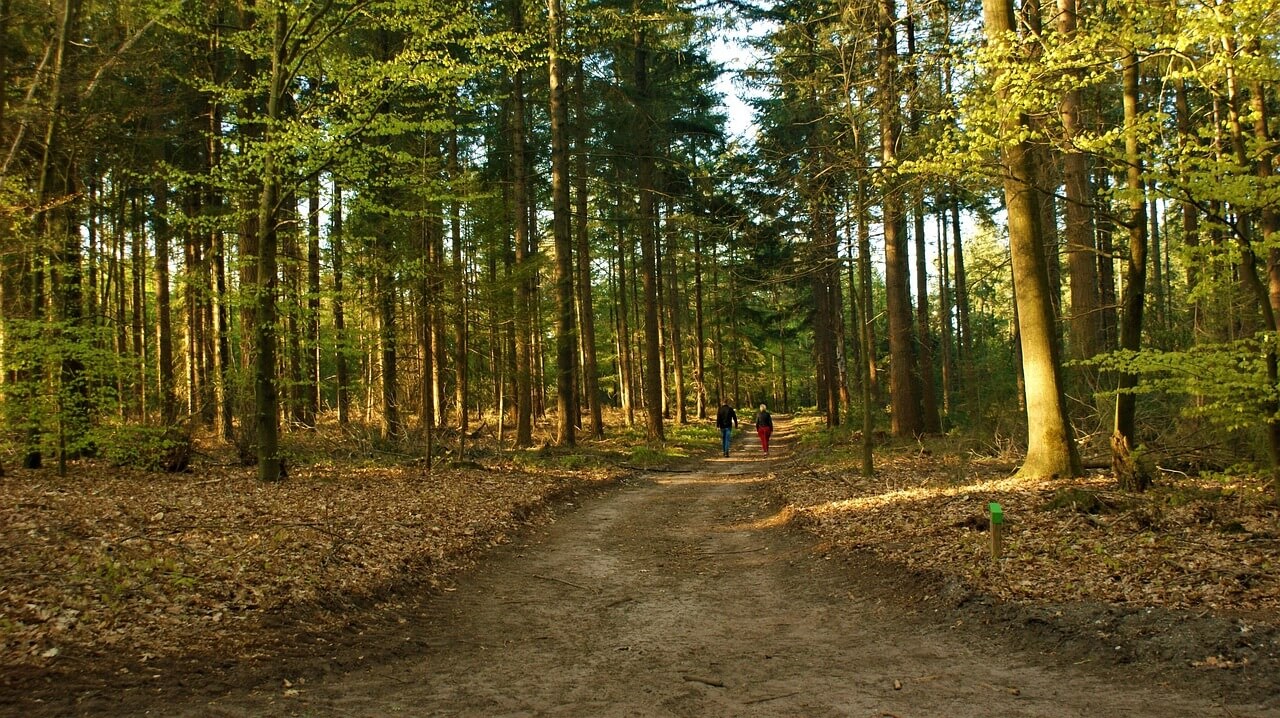 우울증과 공황 장애를 극복하게 도움을 주는 숲에 축복