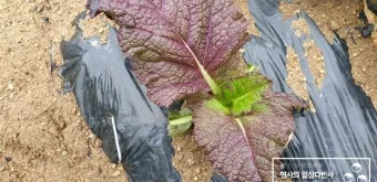 겨자채 재배 발아 빠름 간단한 관리 연속 파종_7