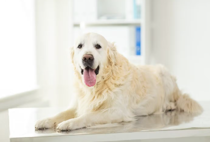 개의 피부에 이상이 있을 경우의 대응.