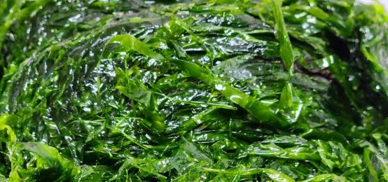 파래의 특징, 효능 및 부작용과 주의사항