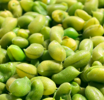 콩나물 효능 부작용 숙취 칼로리