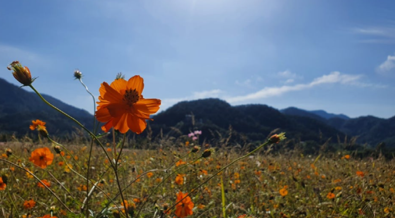 포천 한탄강 가든페스타