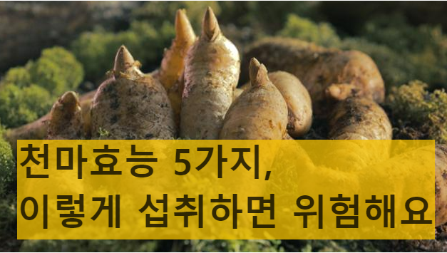 천마효능 5가지, 이렇게 섭취하면 위험합니다!